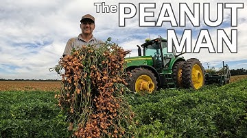 How One Farmer Harvests Millions of Peanuts