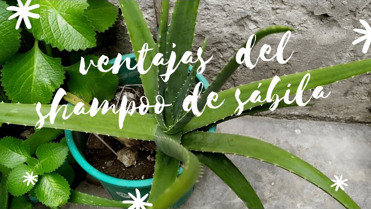 Ventajas y desventajas del shampoo de sábila/ Andry Arévalo - YouTube