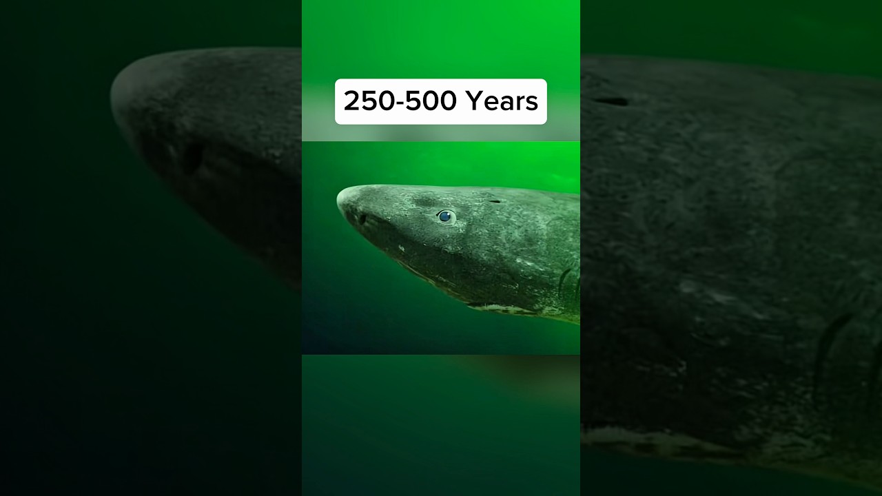Animals That Can Live The Longest 🤯