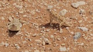 Horned Lizards Bro Down