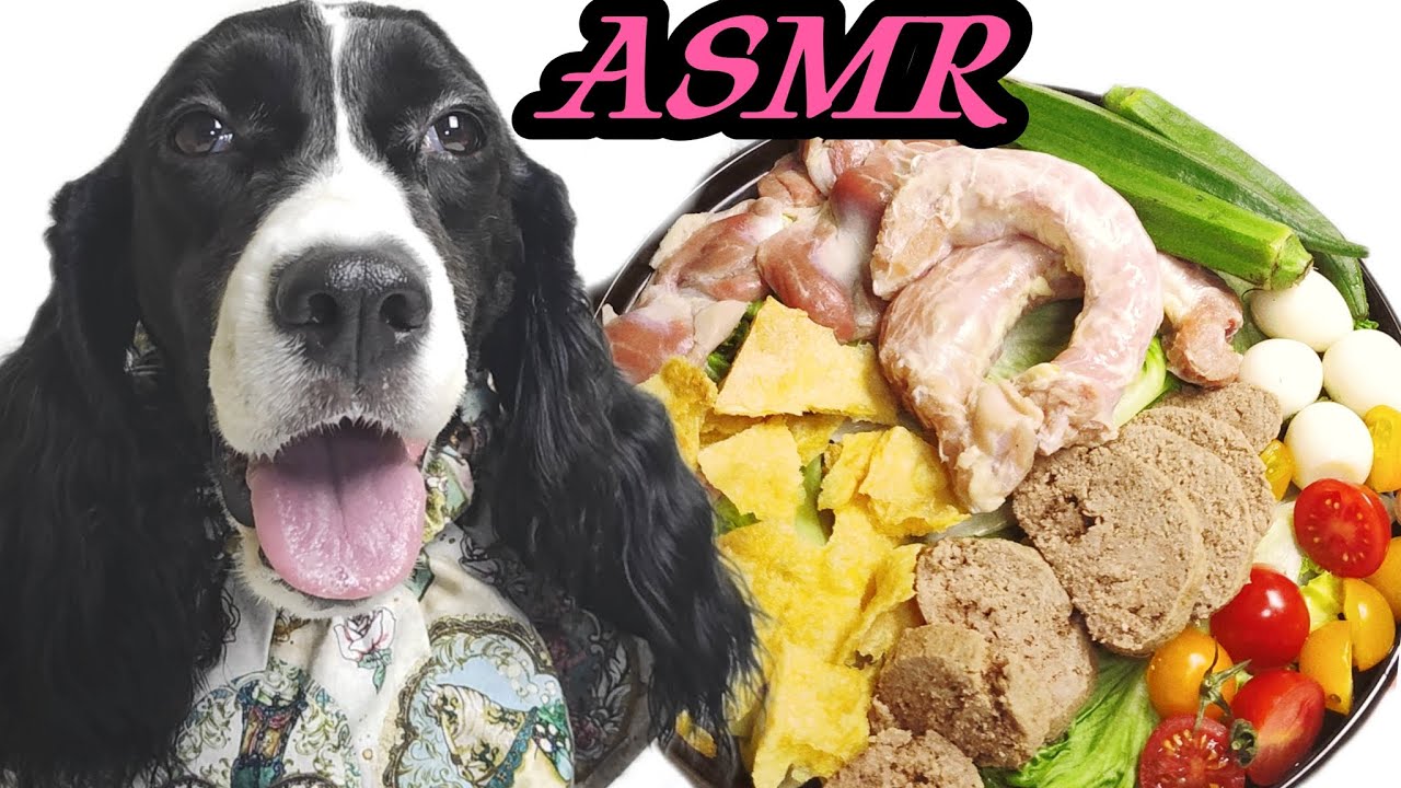 SO CUTE!DOGGIE EATING HEALTHY FOODS.ASMR DOG CHEWING CRUNCHY MUKBANG.FUNNY DOG RAW FEEDING SHOW