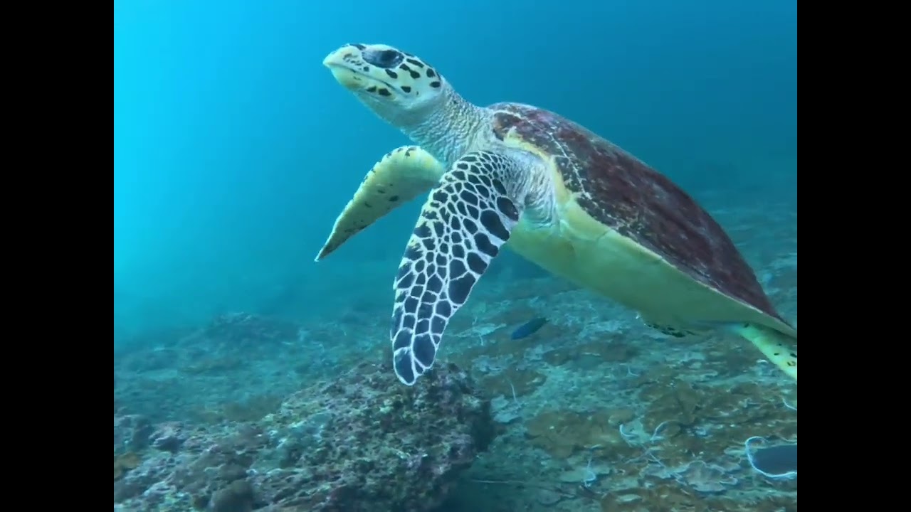 プーケット島10ダイブ、シミラン諸島6ダイブ、ピピ島＆ラチャノイ、ラチャヤイ＆WAEO島でダイビング、AOWライセンス所得