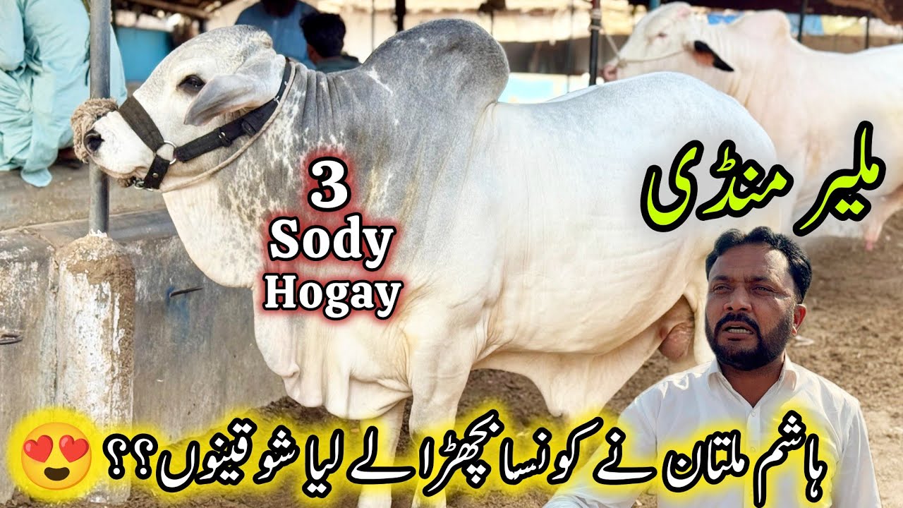 Malir Mandi Karachi Cattle Latest Rates Update | 13 January 2026 | Cow Mandi Karachi.  