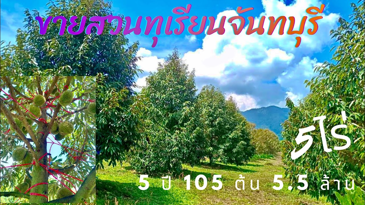 EP804.สวนทุเรียนแปลงเล็ก พร้อมผลผลิต ราคาถูก 5 ปี 105 ต้น จันทบุรี สนใจโทร 0981473498-0887902134