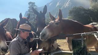 Yosemite celebrates Mule Appreciation Day