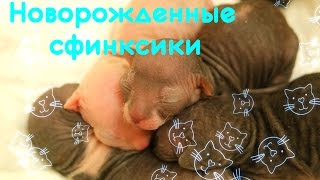 НОВОРОЖДЕННЫЕ  СФИНКСЫ / АЛИСОЧКА РОДИЛА ❤❤❤