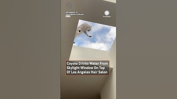 Coyote Drinks Water From Salon Skylight in Los Angeles
