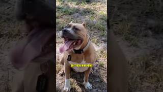 Grandma Takes In A Monster Dog - What Happens Next Will Shock You ? shorts PitBull