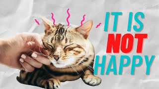 What Does Your Cat Purring REALY Mean?You MUST Know That! by Purring Loaf 1,084 views 1 year ago 6 minutes, 11 seconds