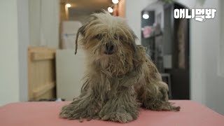 Ragged Dog Worried His Owner Won’t Be Able to Recognize Him