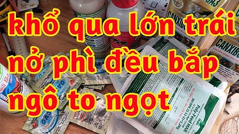 bắp ngô to dài ngọt khổ qua mướp đắng trái to dài chống nứt chống ruồi vàng sâu đục quả canxi bo 023