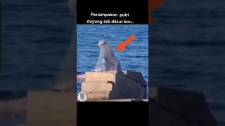 TERNYTA PUTRI DUYUNG ASLI SEPRI INI