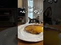 お芋さんよこせやぁ！ #柴犬
