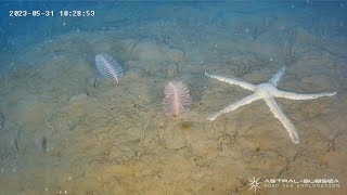 Exploring the depths: ROV films Seastar and SeaPen coral