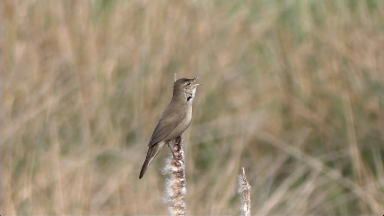 Two Savi's Warblers / Twee Snorren