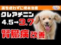 【根本治療／うそほん】クレアチニン４.５から３.７、腎臓病が改善し元気いっぱい