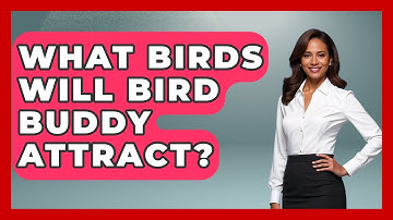 What Birds Will Bird Buddy Attract? - Bird Watching Diaries