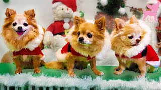 Cute Chihuahua Dogs Having a Fun Christmas Party