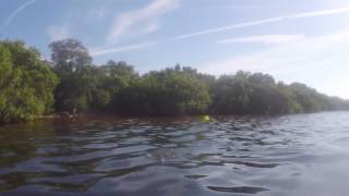 Snook Sarasota Florida Resimi