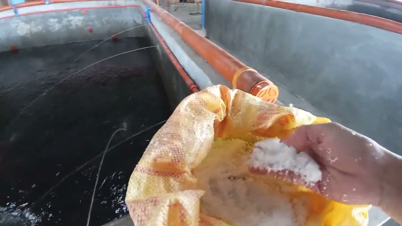 Kaalaman para Gamotin ang Fungos at Pagkapudpud ng Balbas ng ating Hito Fingerling