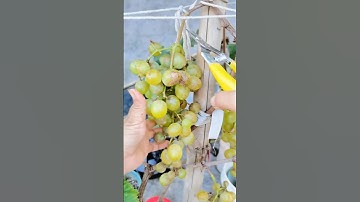 "Grape Fruit Pruning 🍇 | How to Get More & Better Grapes!" #fruit #grape #satisfying #pruning