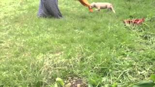 Garners Santos Snooty Girl Pups