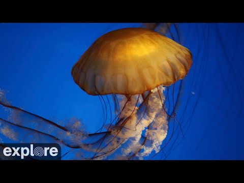 Mesmerizing Jellyfish Cam at Aquarium of the Pacific. Play on large screen TV!