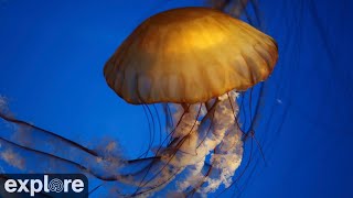 Mesmerizing Jellyfish Cam at Aquarium of the Pacific. Play on large screen TV!