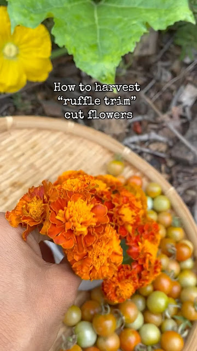 How to harvest “ruffle trim” cut flowers (marigolds)