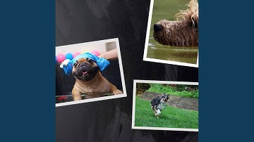 Modern Ambiance for Lazy Puppy Afternoons