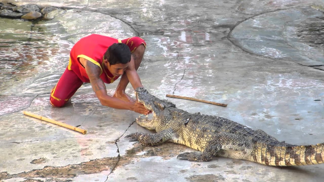 Image result for crocodile wrestling