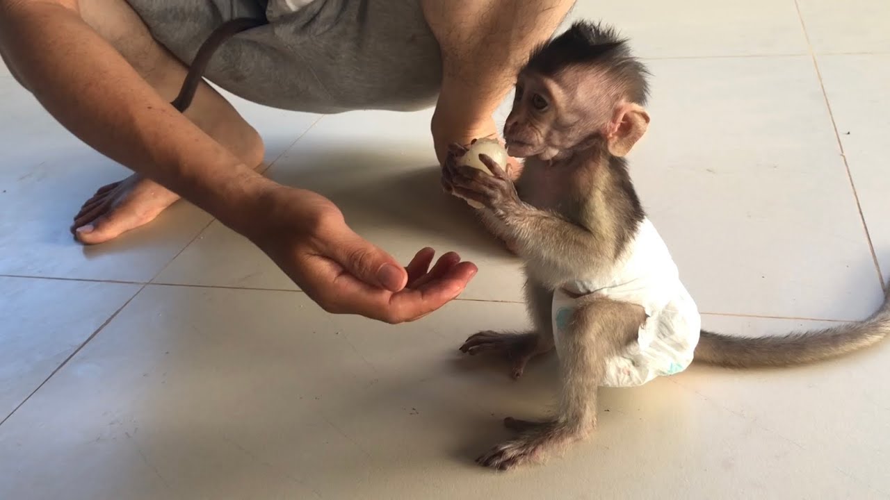 Baby monkey request fruit for eat