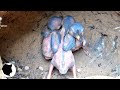 MOMENT 02 | BEHAVIOR OF KINGFISHER CHICKS