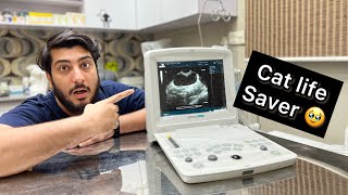 Ultrasound For Cat & Dog | Cat & Dog pregnancy Test