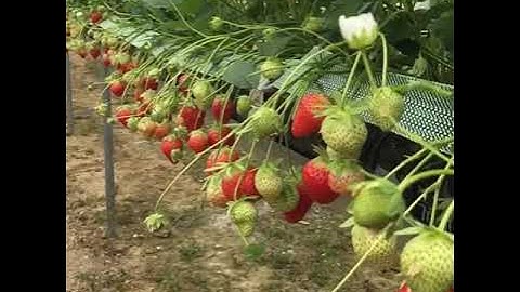 Strawberry gutter tabletops and polytunnels