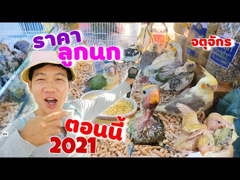 ราคาลูกนกแก้วตอนนี้ 2021 ตลาดจตุจักรน่าซื้อมาก ลูกนกเลิฟเบิร์ด นกกรีนชิค นกซันคอนัวร์ นกฟอพัส