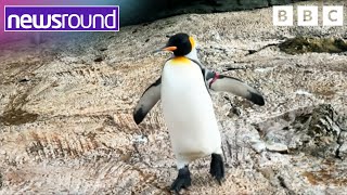 How a King penguins waddle helps create mobility aids | Newsround