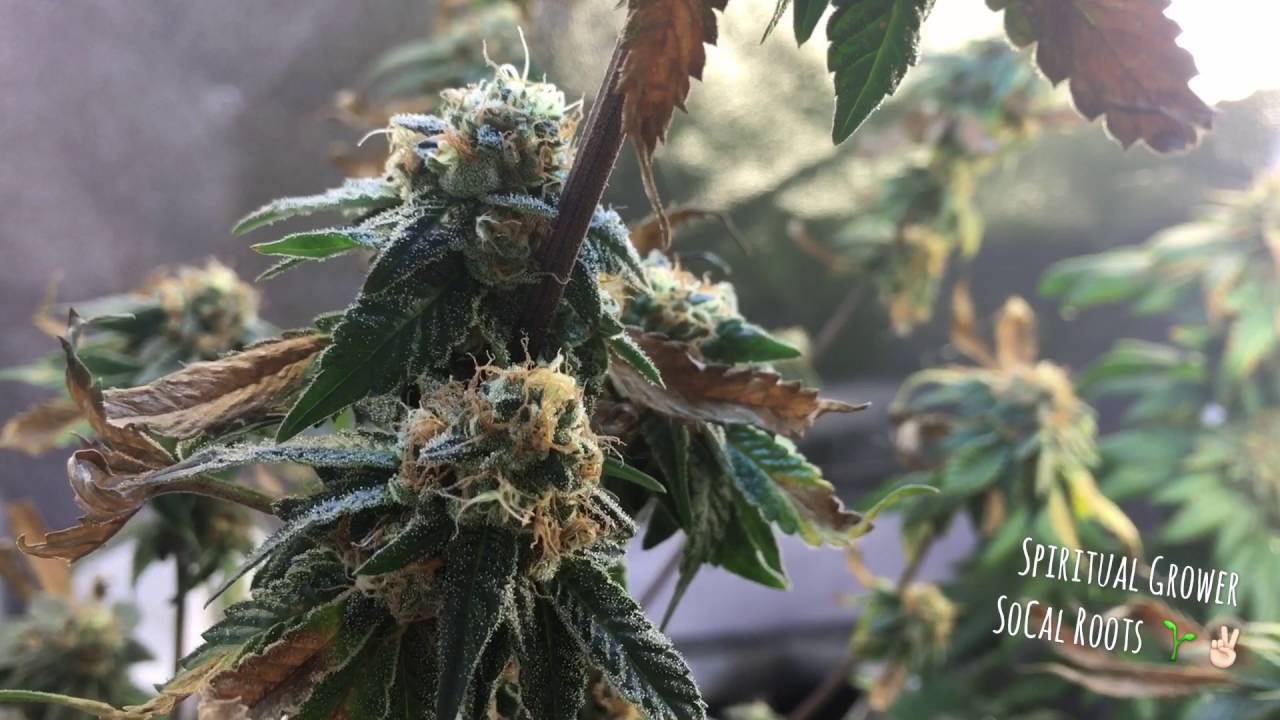 Cfl Grow Tent Week 7 Flowering GSC/Trinity Kush HARVEST