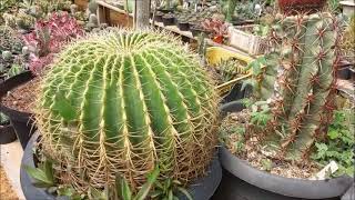 CACTOS, SUCULENTAS,  ÁRVORES FRUTÍFERAS E PEIXES NO SÍTIO ENCANTADO.