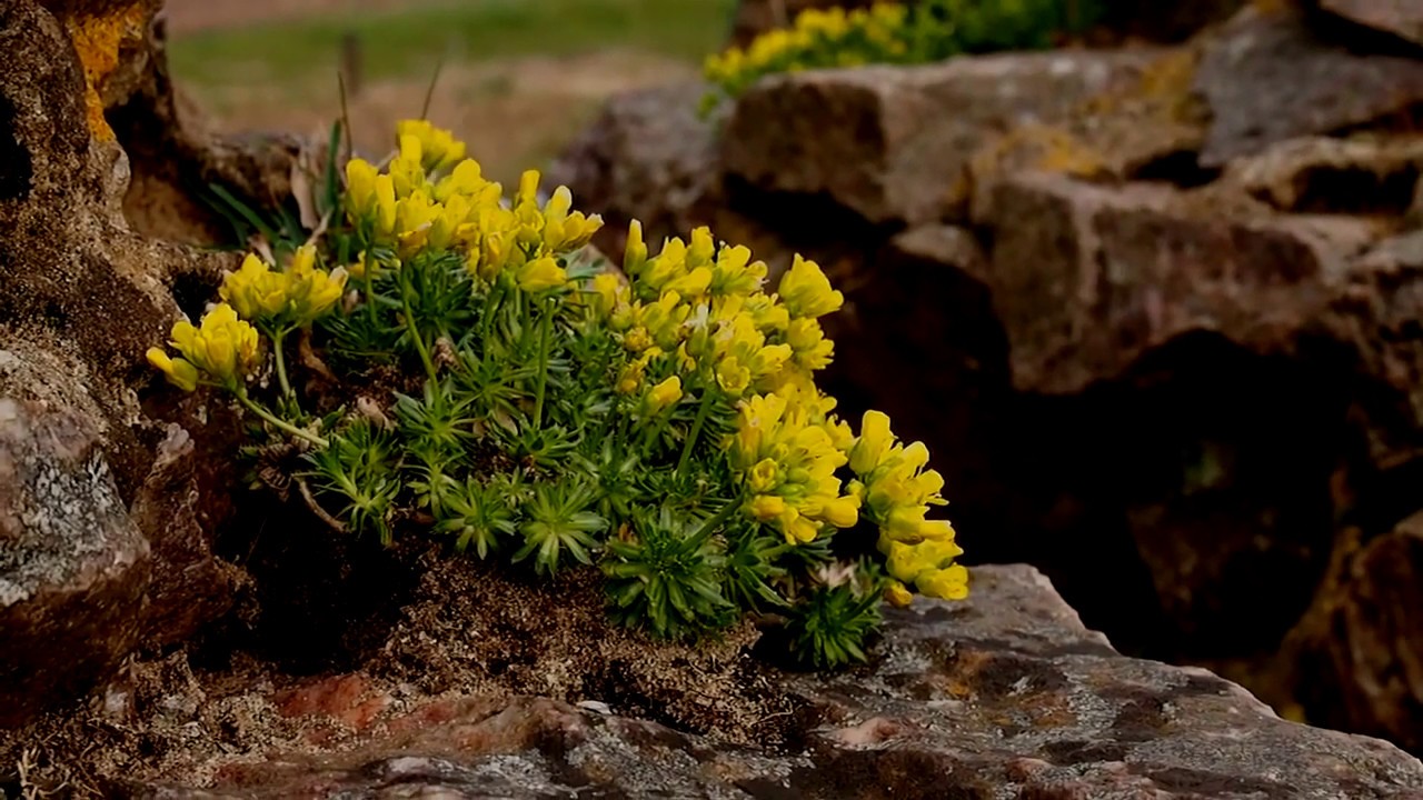 Yellow Whitlow-grass (Draba aizoides)