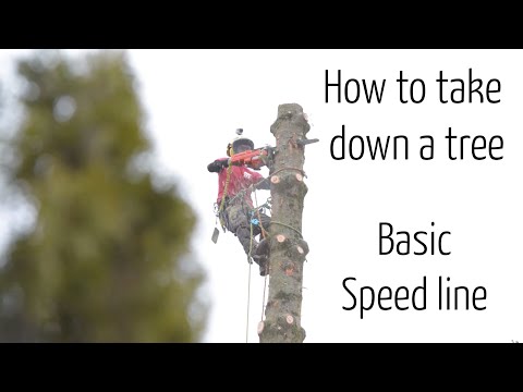 How we take down a tree #1 : Tree removal using a basic speedline