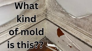 Sick House #1: Identify Mold and Order Petri Dish Testing