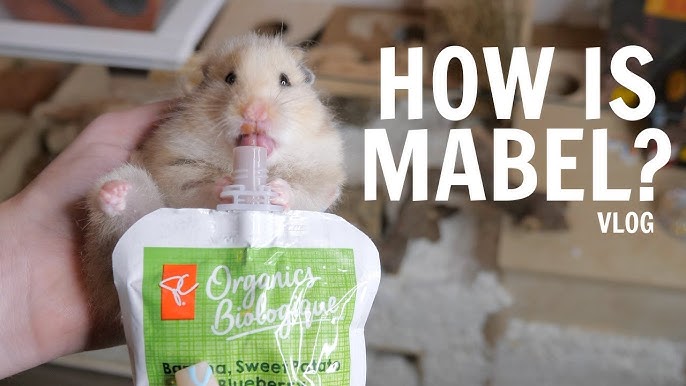 11 Causes of Sudden Death in Hamsters - PetHelpful