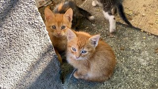 Incredibly beautiful Kittens living on the street. I gave them food. 😍