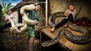 72 Hours of Danger: Giant Python Attacks Girl in the Countryside Farm!