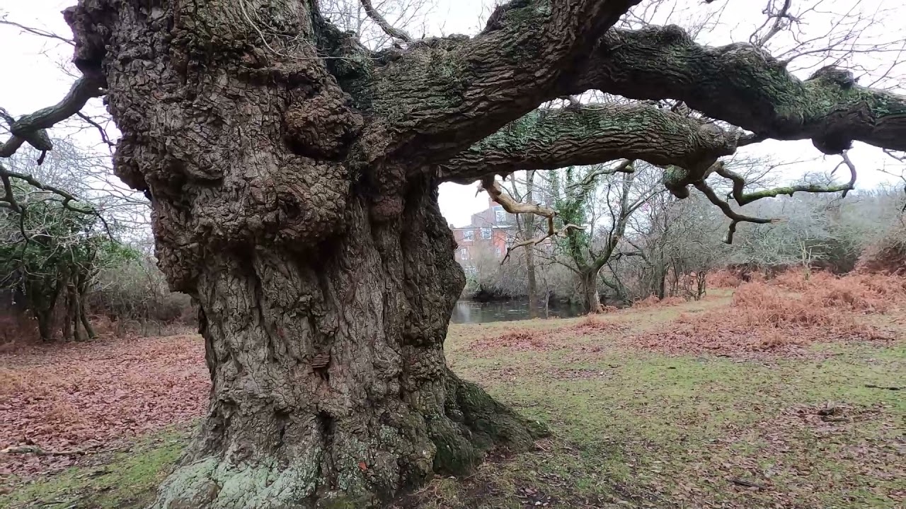 Balmer Lawn Oak, New Forest