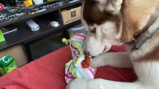 Peanutz’s Husky Eerste Kerstcadeau !