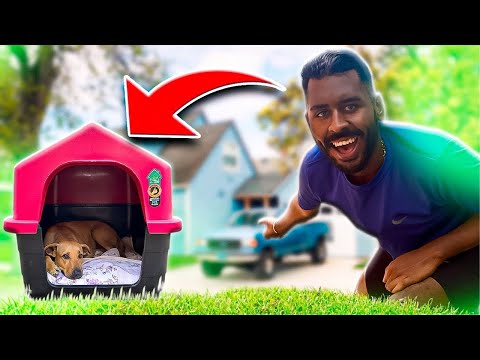 COMPREI UMA CASA NOVA PARA MINHA CACHORRA!