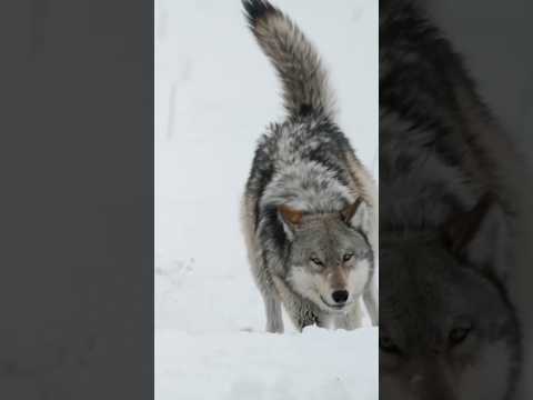 Video: Varför Montana i Wolves behöver vår hjälp