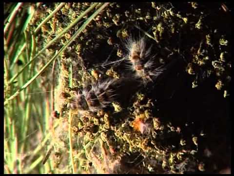 Video: Enfermedades Y Plagas Del Pino (26 Fotos): ¿cómo Lidiar Con Las Orugas Negras Y Las Plagas Del Pino Silvestre? Descripción De Shute, White Bloom Y Pulgones